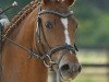 Zuchtstute Classic Cavaluna (Deutsches Reitpony, 2007, von Classic Dancer I)