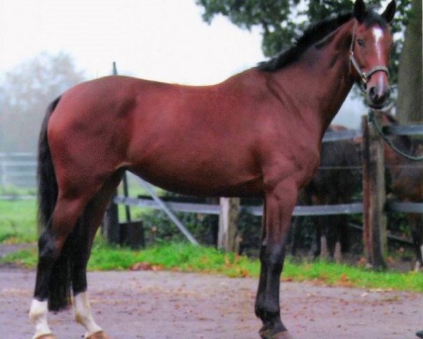 horse Argumenta (Hanoverian, 2000, from Argument)