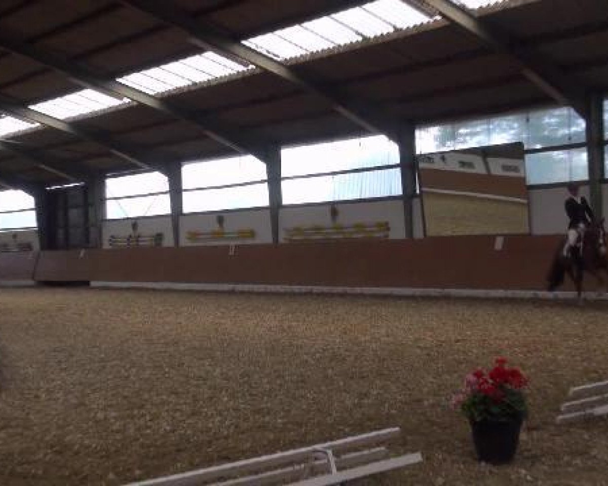 dressage horse Vino 25 (German Riding Pony, 2008)