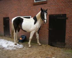 Pferd Othello 218 (Pinto/Hunter, 2007, von Olando D)