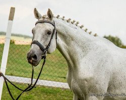 stallion Baldus (Holsteiner, 1993, from Bachus)