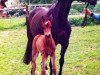 broodmare Cheyenne (German Sport Horse, 2004, from Dornado)