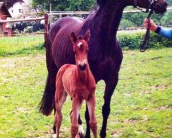 broodmare Cheyenne (German Sport Horse, 2004, from Dornado)