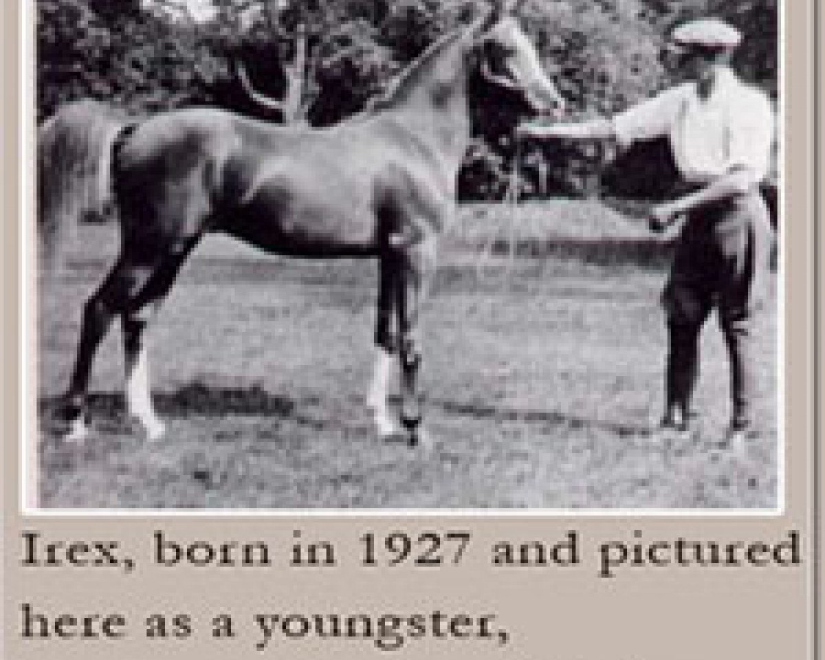 stallion Irex ox (Arabian purebred, 1927, from Naseem 1922 ox)