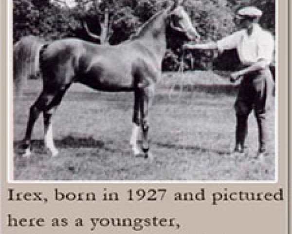 stallion Irex ox (Arabian thoroughbred, 1927, from Naseem 1922 ox)