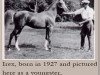 stallion Irex ox (Arabian thoroughbred, 1927, from Naseem 1922 ox)