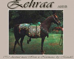 broodmare Zehraa ox (Arabian thoroughbred, 1951, from Irex ox)