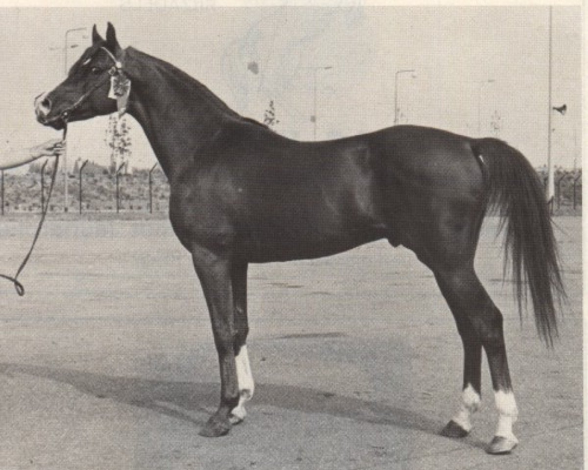 stallion El Malaak ox (Arabian purebred, 1967, from Naplyv 1958 ox)
