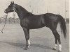 stallion El Malaak ox (Arabian thoroughbred, 1967, from Naplyv 1958 ox)