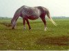 broodmare Greenacres Daydream (Welsh Partbred, 1965, from Cusop Petit)