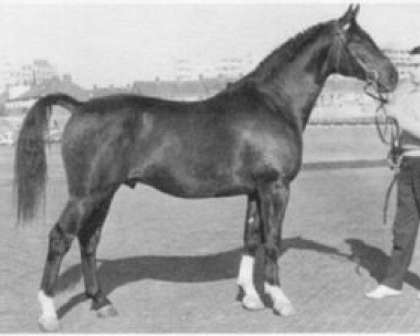 stallion Porter (Holsteiner, 1959, from Polarfuerst)