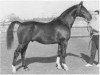 stallion Porter (Holsteiner, 1959, from Polarfuerst)