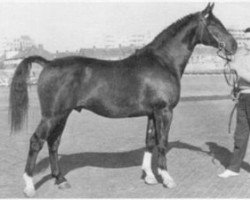 stallion Porter (Holsteiner, 1959, from Polarfuerst)