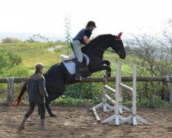 Springpferd Pan M (Trakehner,  , von Kostolany)