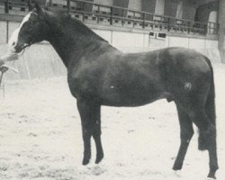 stallion M.Pershing (KWPN (Royal Dutch Sporthorse), 1971, from Porter)