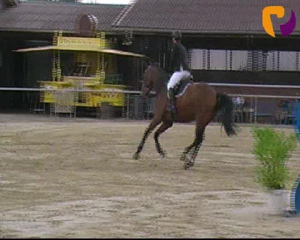 Springpferd William Wallace 18 (Koninklijk Warmbloed Paardenstamboek Nederland (KWPN), 2008, von VDL Wittinger)
