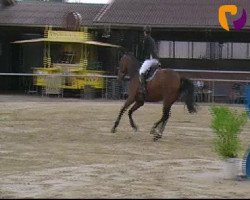 jumper William Wallace 18 (KWPN (Royal Dutch Sporthorse), 2008, from VDL Wittinger)