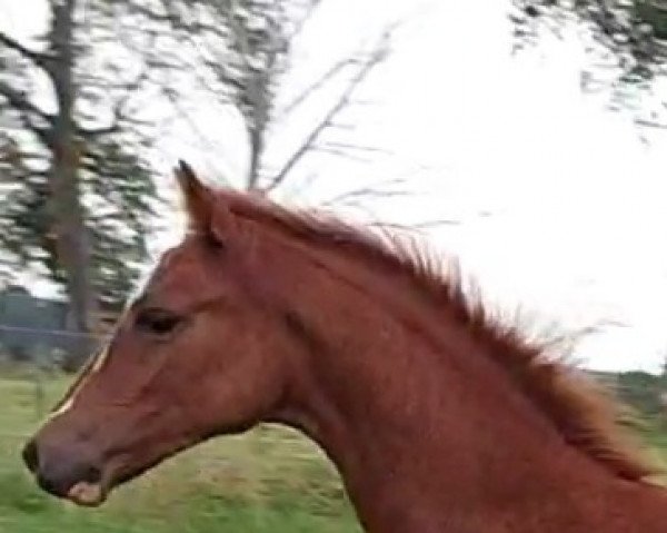 Dressurpferd Sohn von Quaterback's Junior (Deutsches Reitpony, 2021, von Quaterback's Junior)