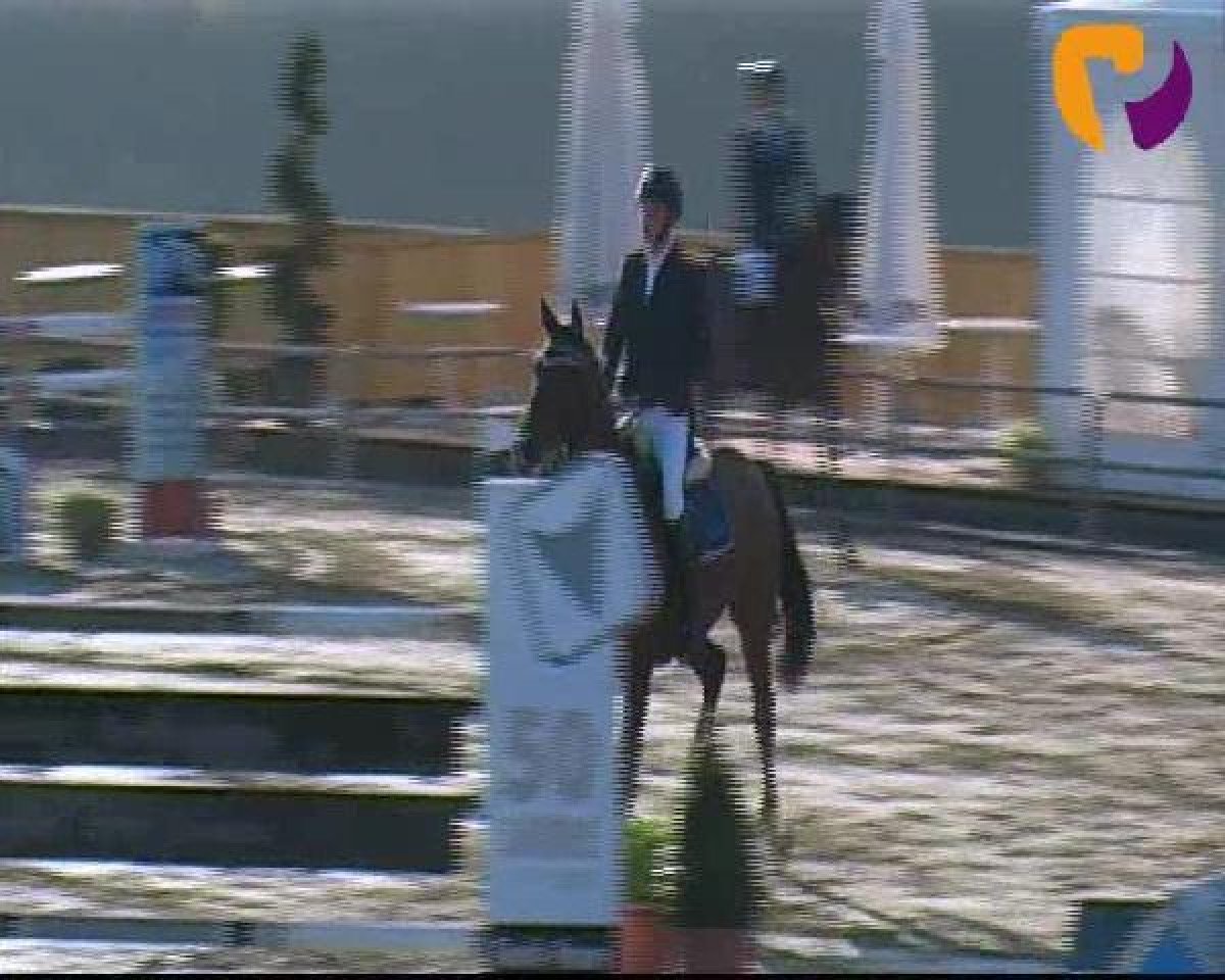 Zuchtstute Magic Montendra (Westfale, 2006, von Montendro)