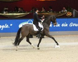 dressage horse Meggle's Weltall VA (Hanoverian, 1994, from Weltmeyer)