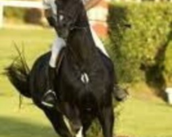 stallion Piaster van de Mespel (Belgian Warmblood, 1992, from Latano I)