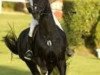 stallion Piaster van de Mespel (Belgian Warmblood, 1992, from Latano I)