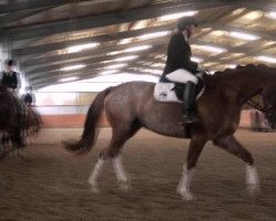 dressage horse Kastello 21 (Trakehner, 2008, from Kostolany)