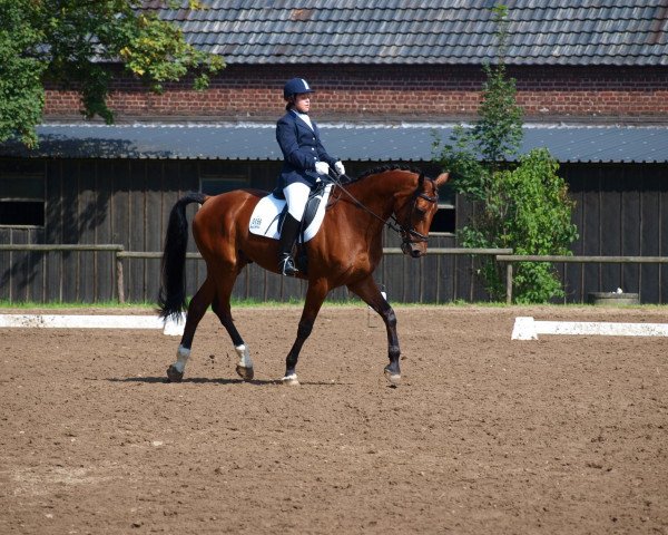 dressage horse Donciano 2 (Rhinelander, 2003, from Donquestador)