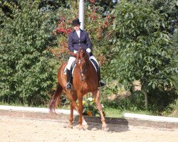 dressage horse Fabiola 267 (Rhinelander, 2005, from Fürst Heinrich)