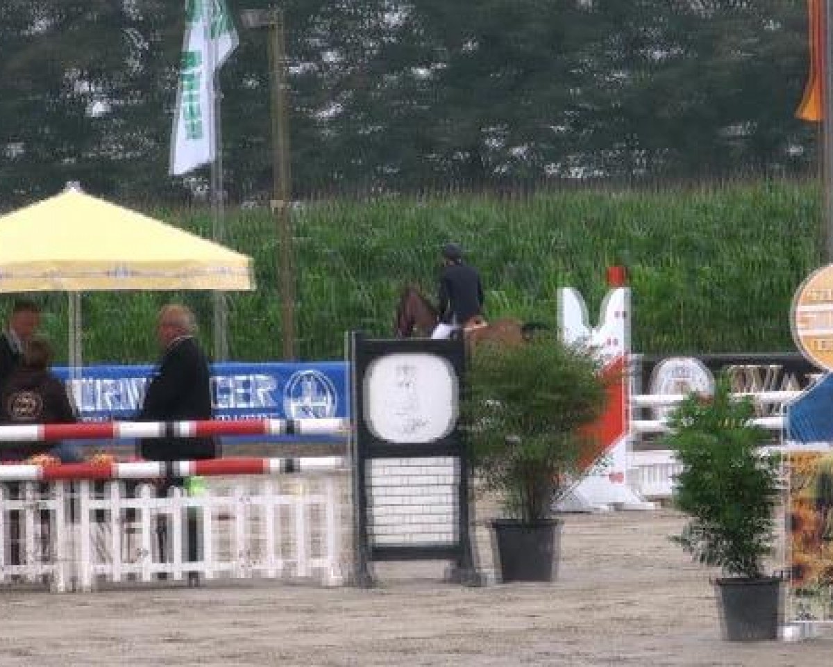 jumper Quick Step 6 (Holsteiner, 2003, from Quick Star)