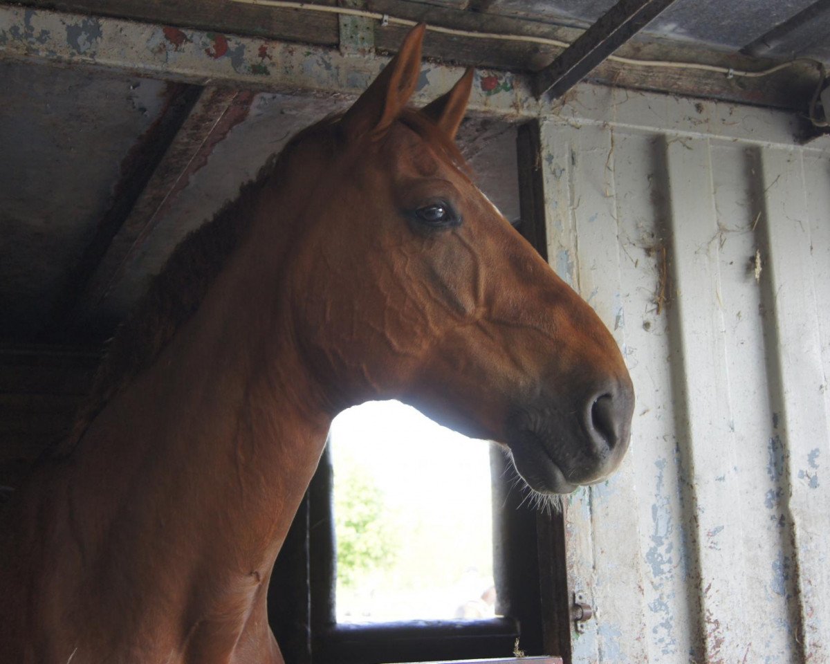 jumper Mister Piet (Hanoverian, 2003, from Worldly I)