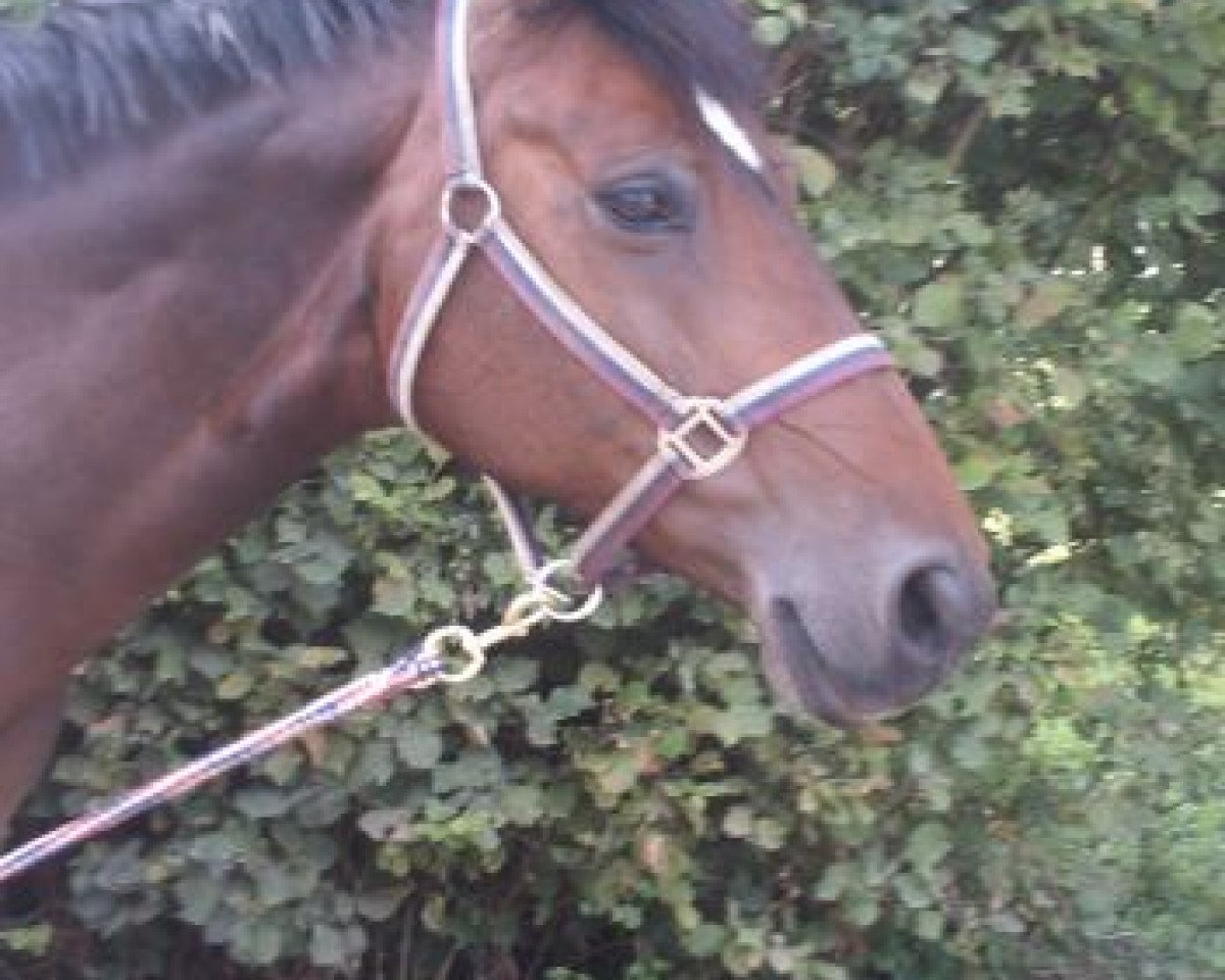 broodmare Wiena (Hanoverian, 1994, from Wonderful)