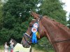 broodmare Rose de Lys (Westphalian, 2009, from Royal Doruto OLD)