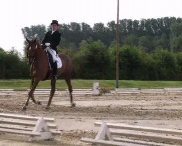 horse Tocade De La Brise Du Fays (Belgian Warmblood, 2003, from Apache du Forest)