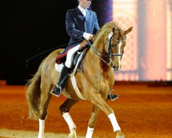 dressage horse Londonderry (Hanoverian, 1995, from Lauries Crusador xx)