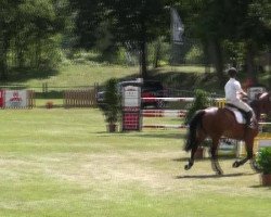 jumper Chekko (Oldenburg show jumper, 2005, from Chello II)