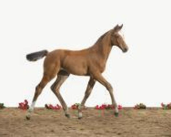 dressage horse Candice Bergen (Holsteiner, 2012, from Catoo)