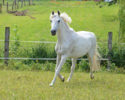 Pferd Bonyto (Welsh Pony (Sek.B), 1996, von Echo Bolero)