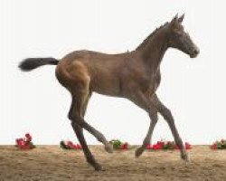 broodmare Fohlen Hol 50 (Holsteiner, 2012, from Cachas)