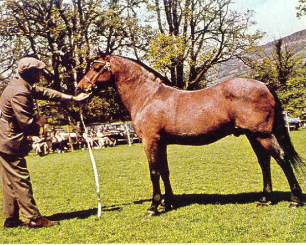 Deckhengst Criban Victor (Welsh Pony (Sek.B), 1944, von Criban Winston)