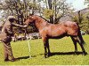 Deckhengst Criban Victor (Welsh Pony (Sek.B), 1944, von Criban Winston)