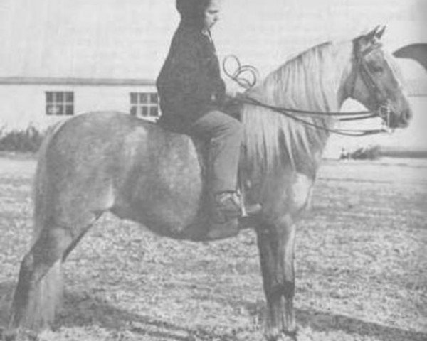 Deckhengst Coed Coch Blaen Lleuad (Welsh Pony (Sek.B), 1953, von Criban Victor)