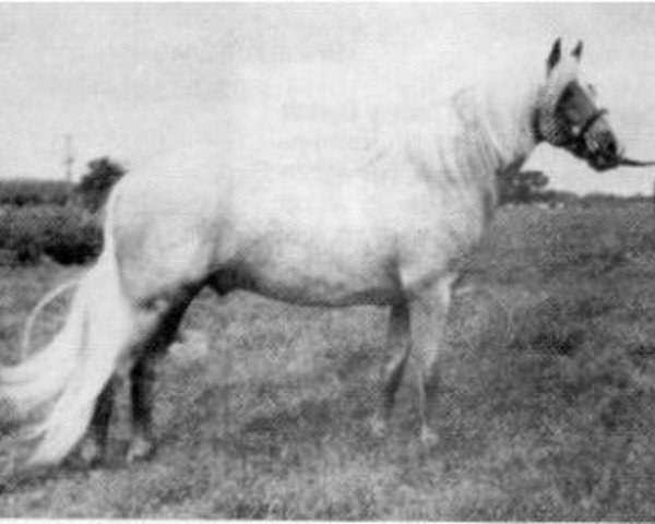 Deckhengst Chirk Crogan (Welsh Pony (Sek.B), 1959, von Coed Coch Blaen Lleuad)