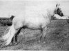 stallion Chirk Crogan (Welsh-Pony (Section B), 1959, from Coed Coch Blaen Lleuad)