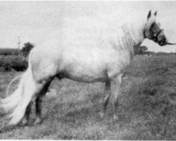 Deckhengst Chirk Crogan (Welsh Pony (Sek.B), 1959, von Coed Coch Blaen Lleuad)