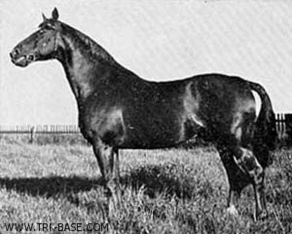 stallion Absalon (Trakehner, 1938, from Poseidon)