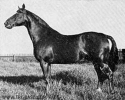 stallion Absalon (Trakehner, 1938, from Poseidon)