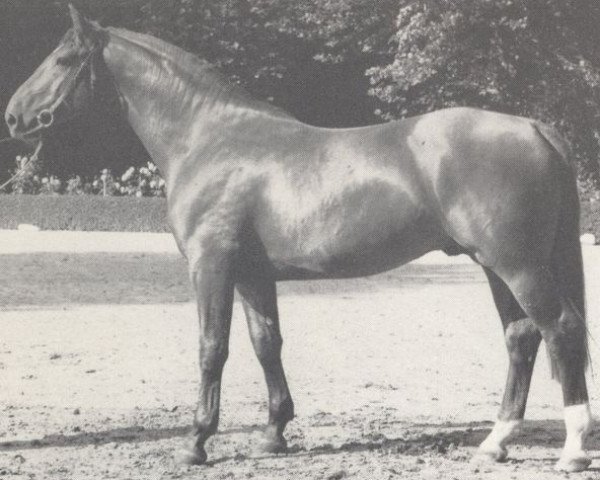 stallion Dirigent (Westphalian, 1965, from Duden I)