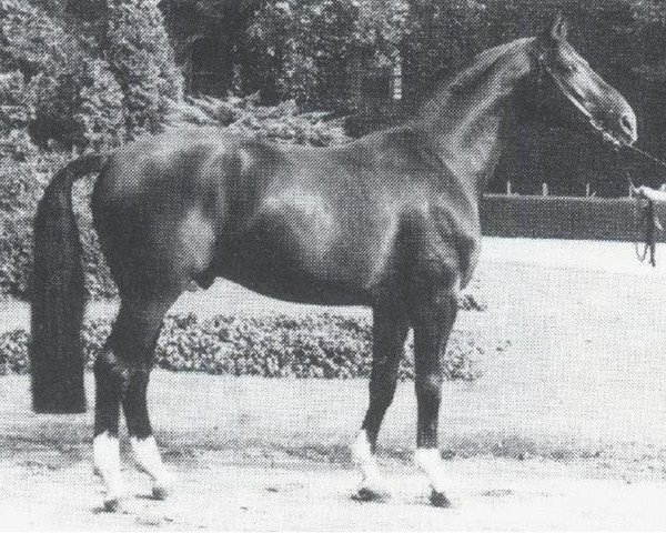 horse Discont (Westphalian, 1970, from Dirigent)