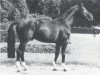 stallion Discont (Westphalian, 1970, from Dirigent)